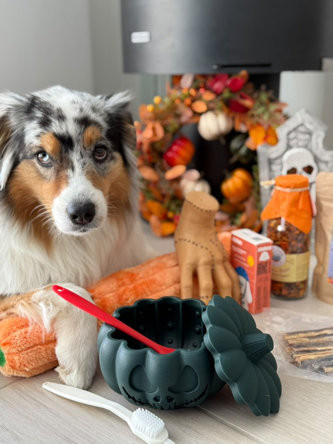Chien bleu merle posant près de la citrouille verte