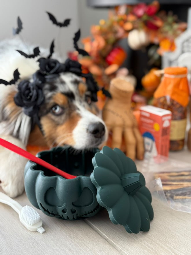 Berger australien et décorations d'Halloween autour du bol