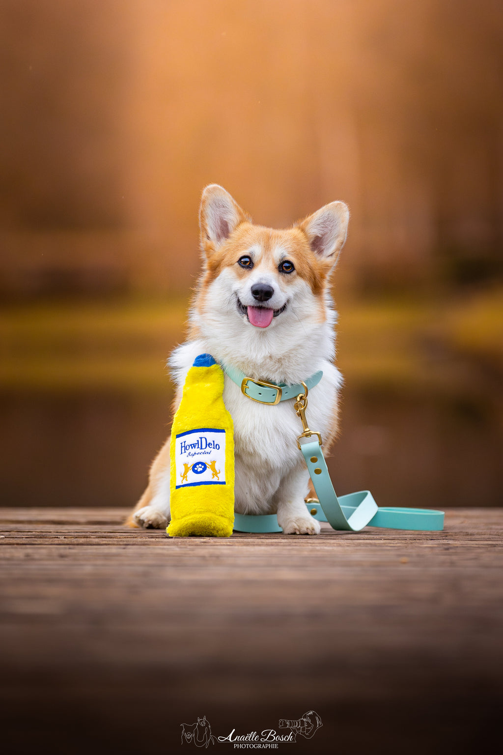 Corgi assis tenant la bouteille jaune sur un ponton en bois