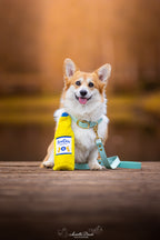 Corgi assis tenant la bouteille jaune sur un ponton en bois