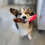 Corgi qui court avec la lame rouge entre les dents