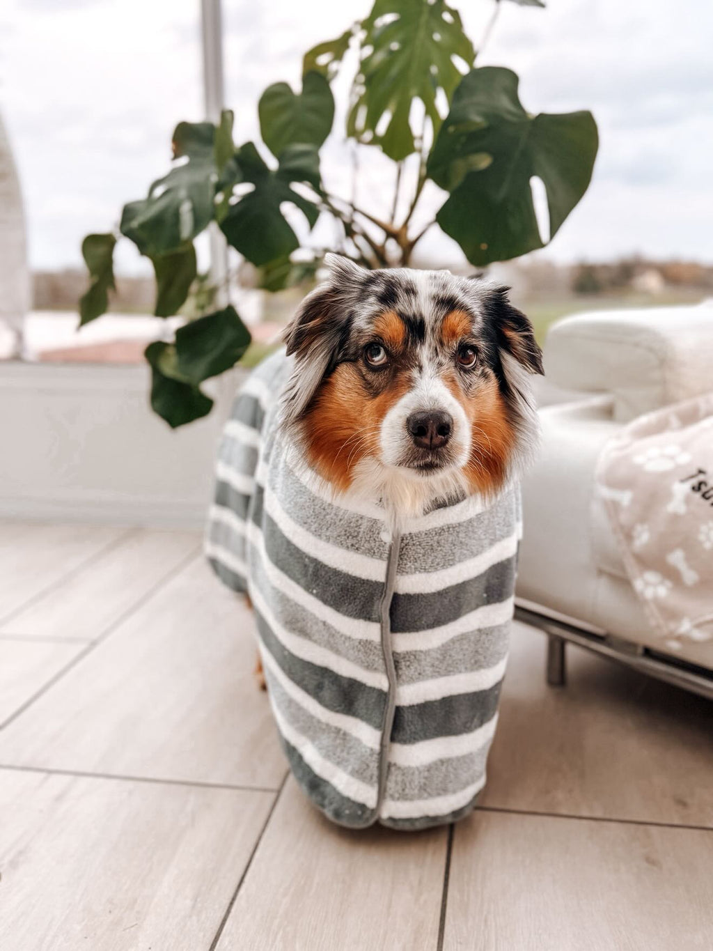 Peignoir de bain pour chien doux et absorbant