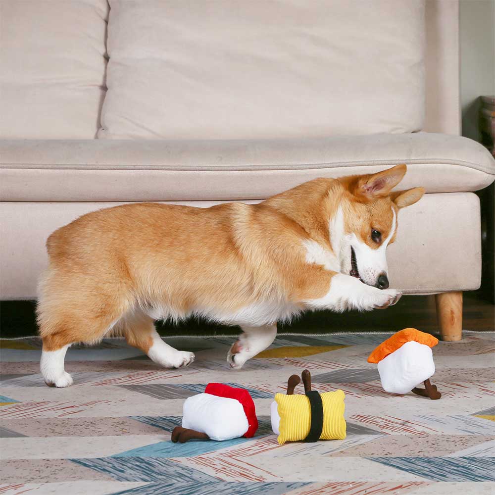 Corgi qui joue avec les sushis devant un canapé