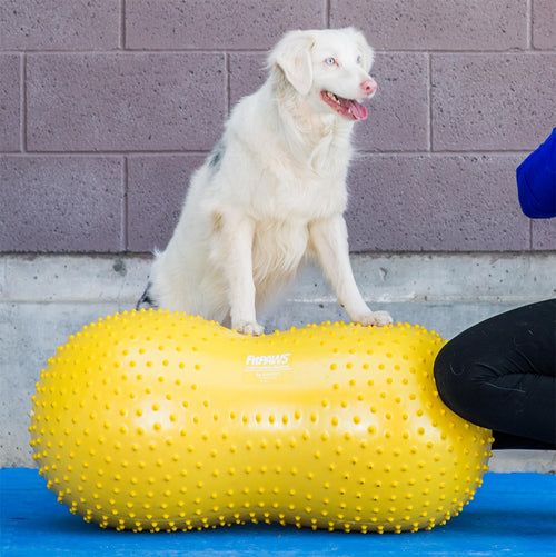 Labrador blanc debout sur le ballon jaune