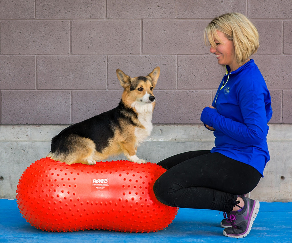 Femme guidant un chien couché sur le ballon rouge
