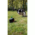 Border collie qui court après le leurre dans l'herbe
