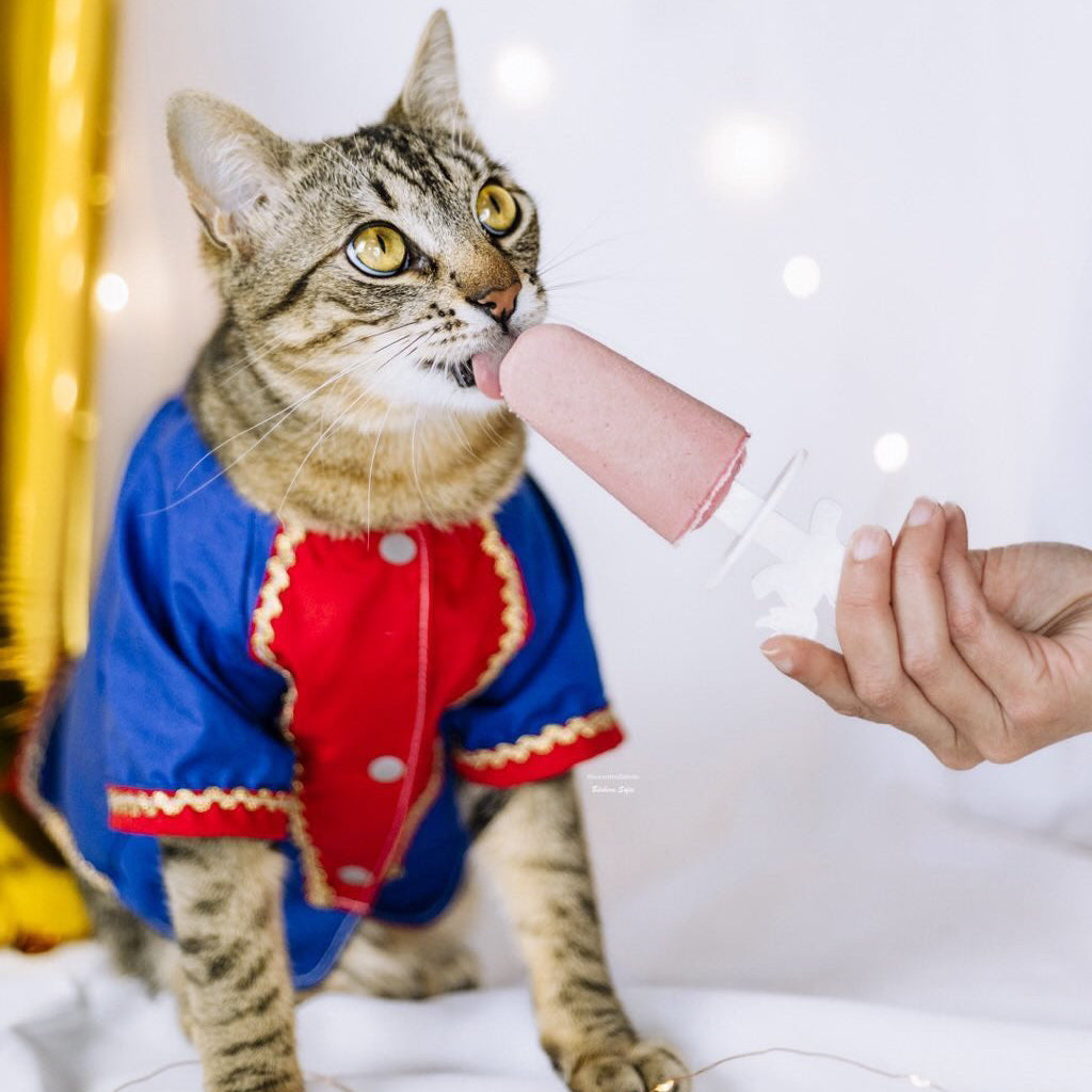 Chat tigré en gilet bleu goûtant une glace rose