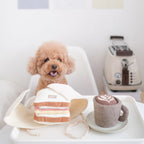 Caniche abricot à table devant le sandwich et une tasse