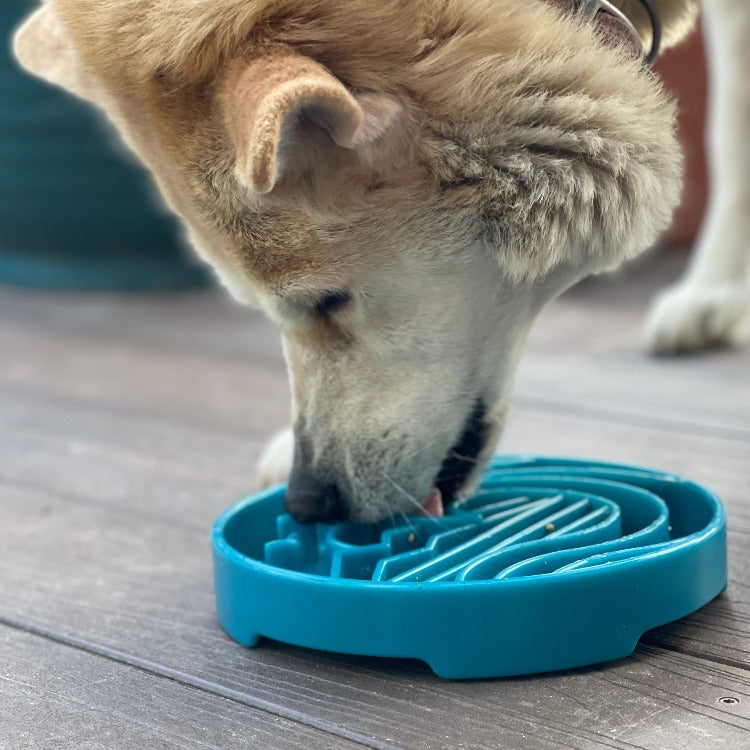 Shiba léchant le plateau bleu en extérieur