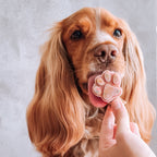 Cocker roux léchant une glace en forme de patte rose