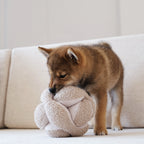 Chiot shiba roux mordillant la balle bouclée devant un canapé
