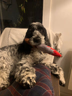 Cocker moucheté allongé sur un fauteuil, le jouet dans la gueule
