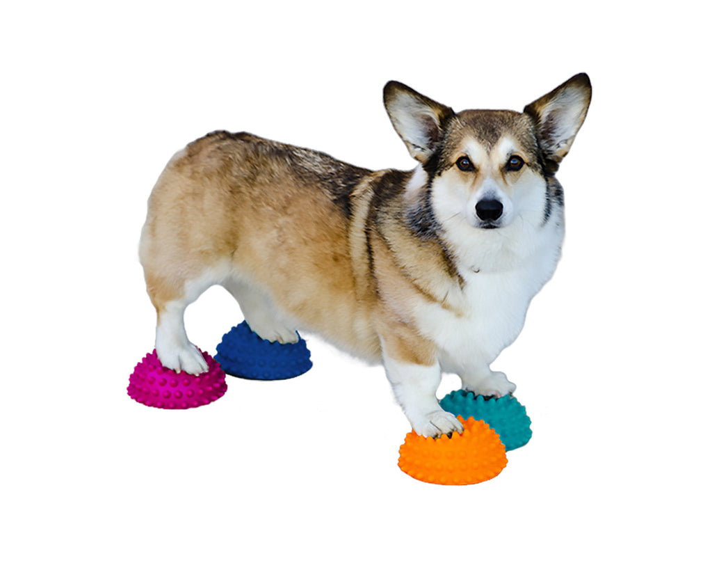 Corgi debout, chaque patte sur un dôme