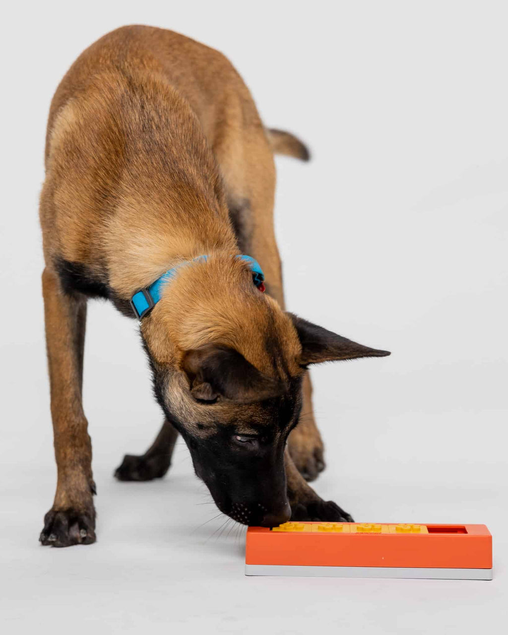 Malinois cherchant les friandises dans la barre orange