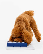 Caniche roux cherchant des friandises dans les tiroirs