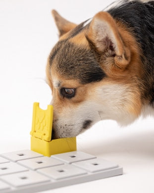 Chien tricolore flairant le bloc jaune clipsé sur la base
