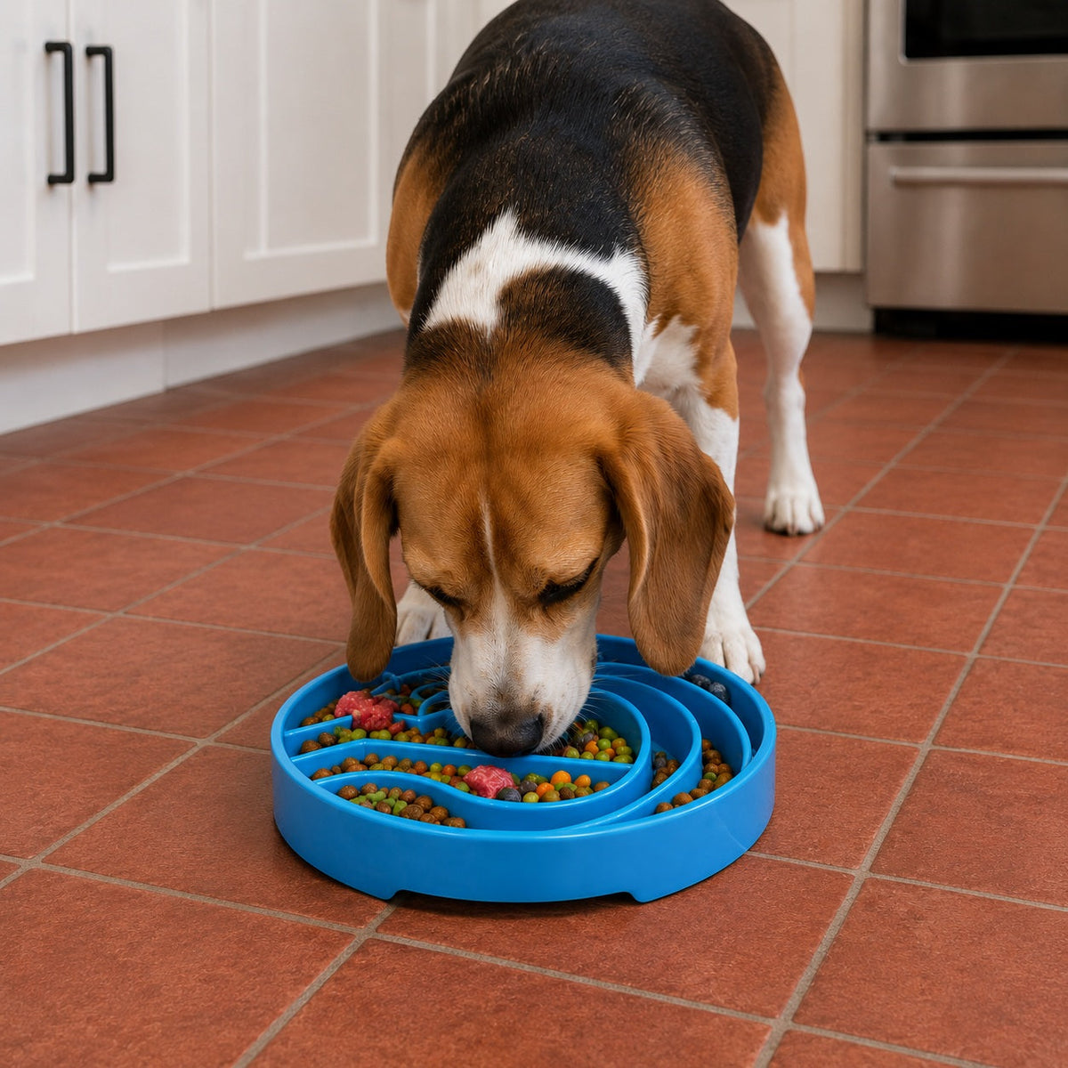 Beagle mangeant dans le plateau sur carrelage