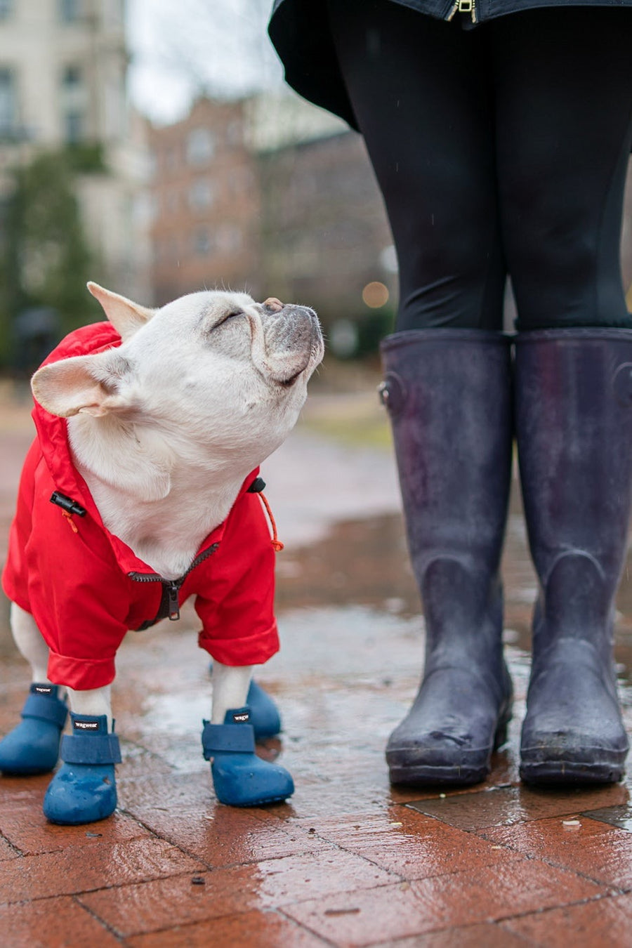 Bouledogue en ciré rouge et bottes bleues sous la pluie