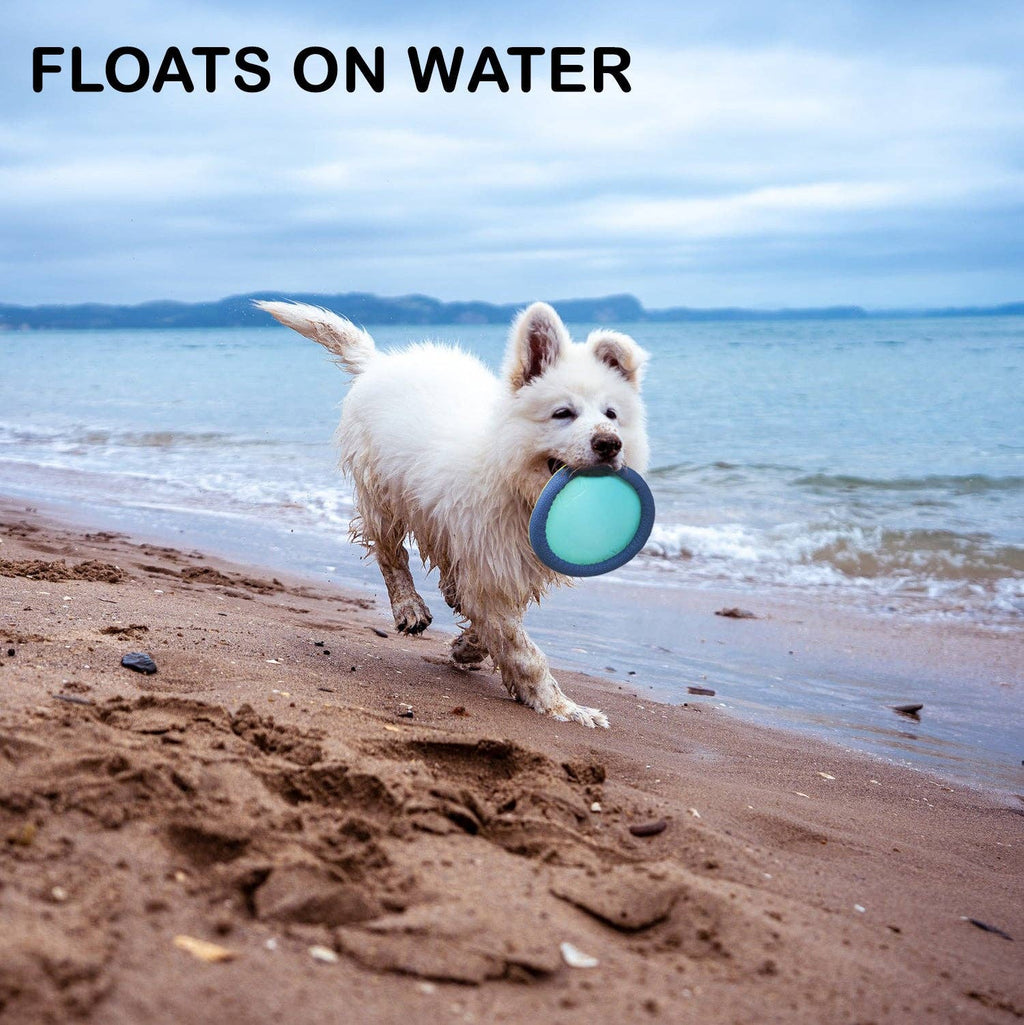 Chien qui rapporte le frisbee Easy Disk au bord de la mer – il flotte sur l'eau