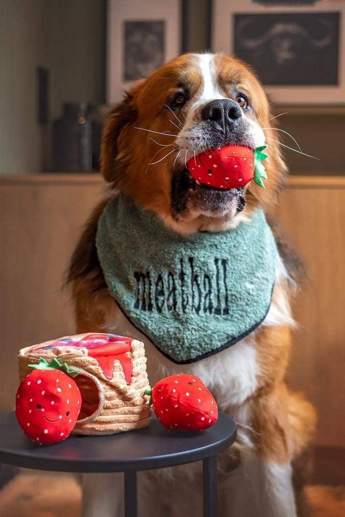 Chien portant un bandana, une fraise dans la gueule