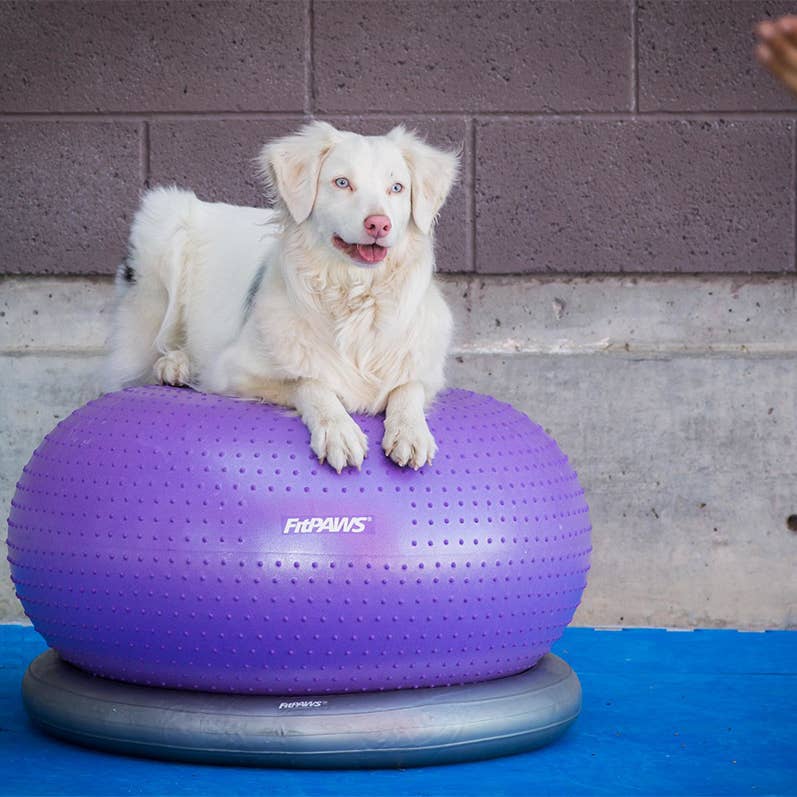 Chien blanc assis sur la balle violette