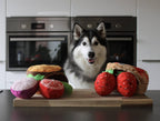 Husky assis dans une cuisine derrière les pancakes et fraises