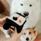 Main tendant le jouet à un samoyède et un corgi