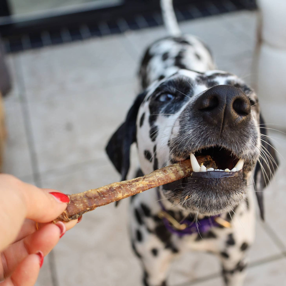 Dalmatien qui mâche une trachée d'agneau tendue à la main