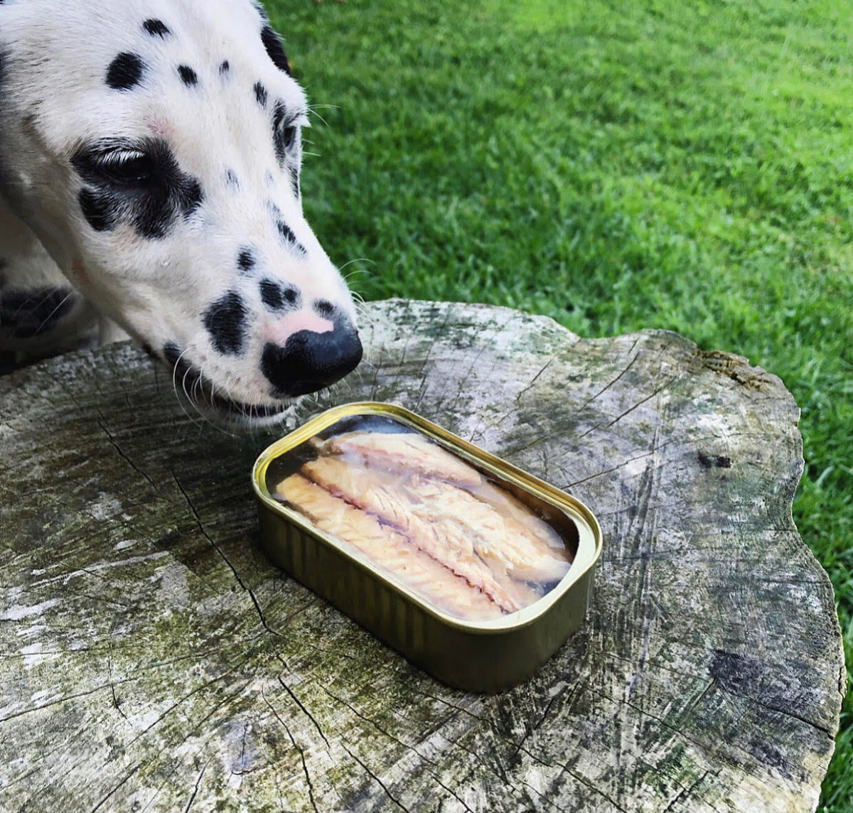 Dalmatien qui renifle la boîte ouverte de filets de maquereau Canumi