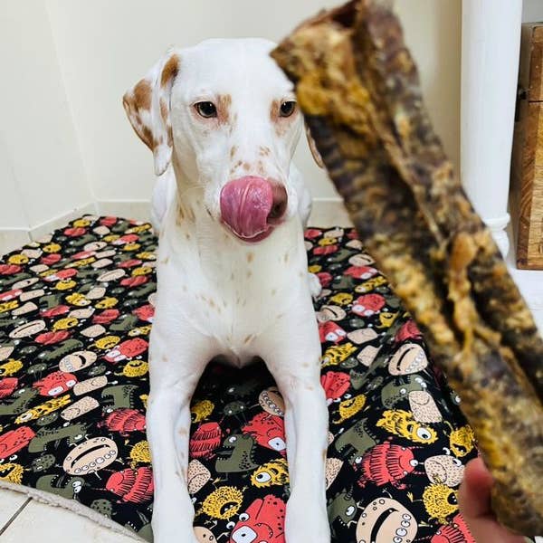 Chien blanc qui se lèche les babines devant une trachée d'agneau