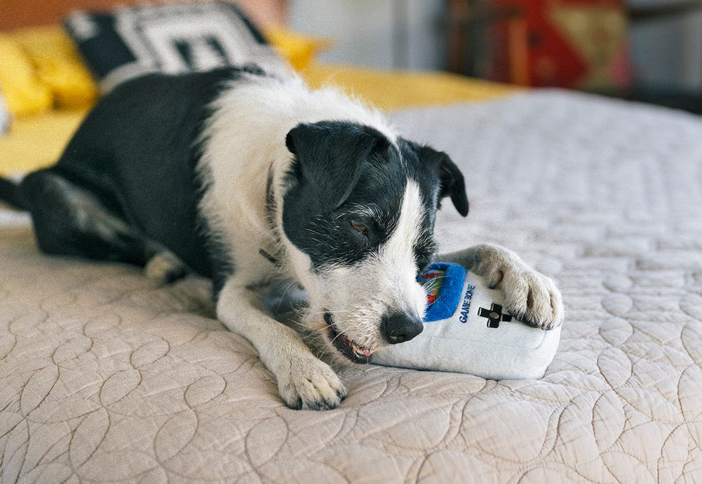 Chien couché sur un lit qui mâchouille la peluche Game Bone Pet Play
