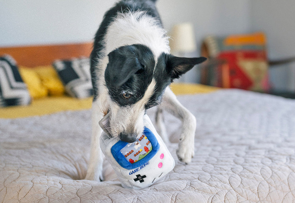 Chien noir et blanc qui attrape la peluche Game Bone Pet Play sur un lit