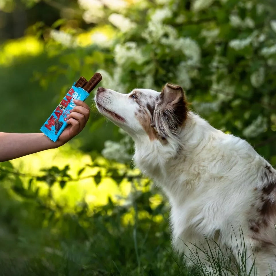 Chien merle reniflant une barre tendue dans un jardin