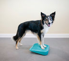 Border collie debout sur la rampe turquoise