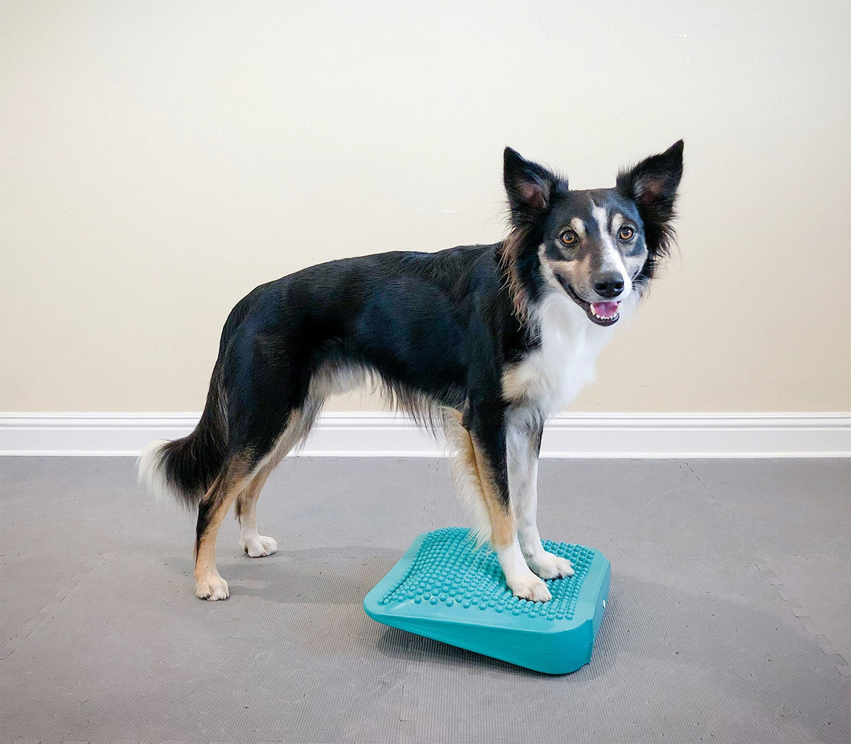 Border collie debout sur la rampe turquoise