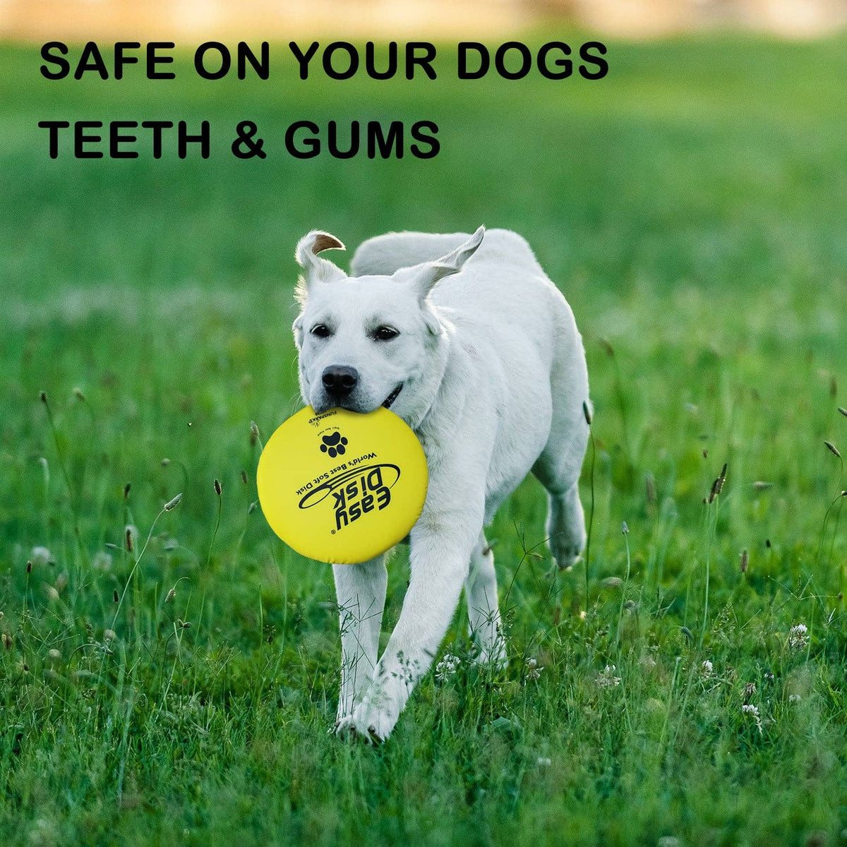 Chien blanc qui rapporte le frisbee Easy Disk jaune dans l'herbe