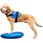 Chien roux en harnais posant ses pattes sur le disque bleu