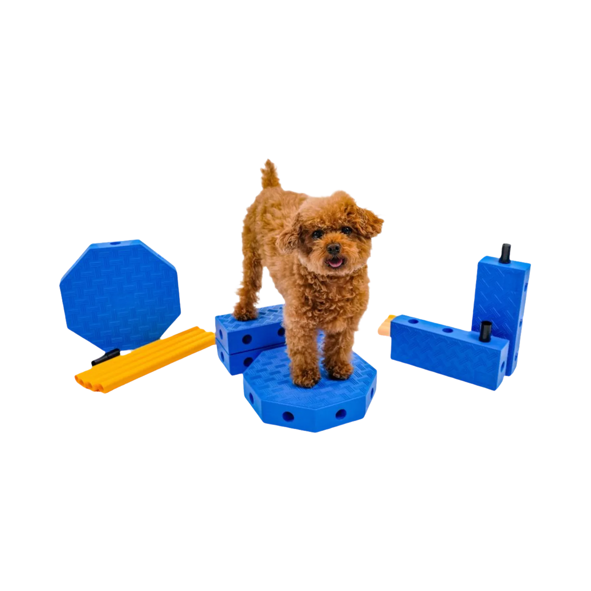 Caniche debout sur les blocs bleus reliés par des tubes jaunes