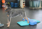 Bouvier australien posant les pattes sur la rampe en salle