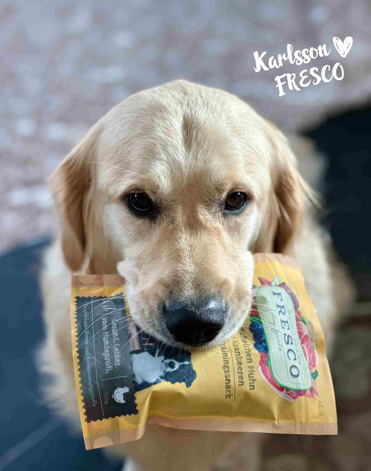 Golden retriever avec le sachet de friandises training Fresco poulet & myrtilles