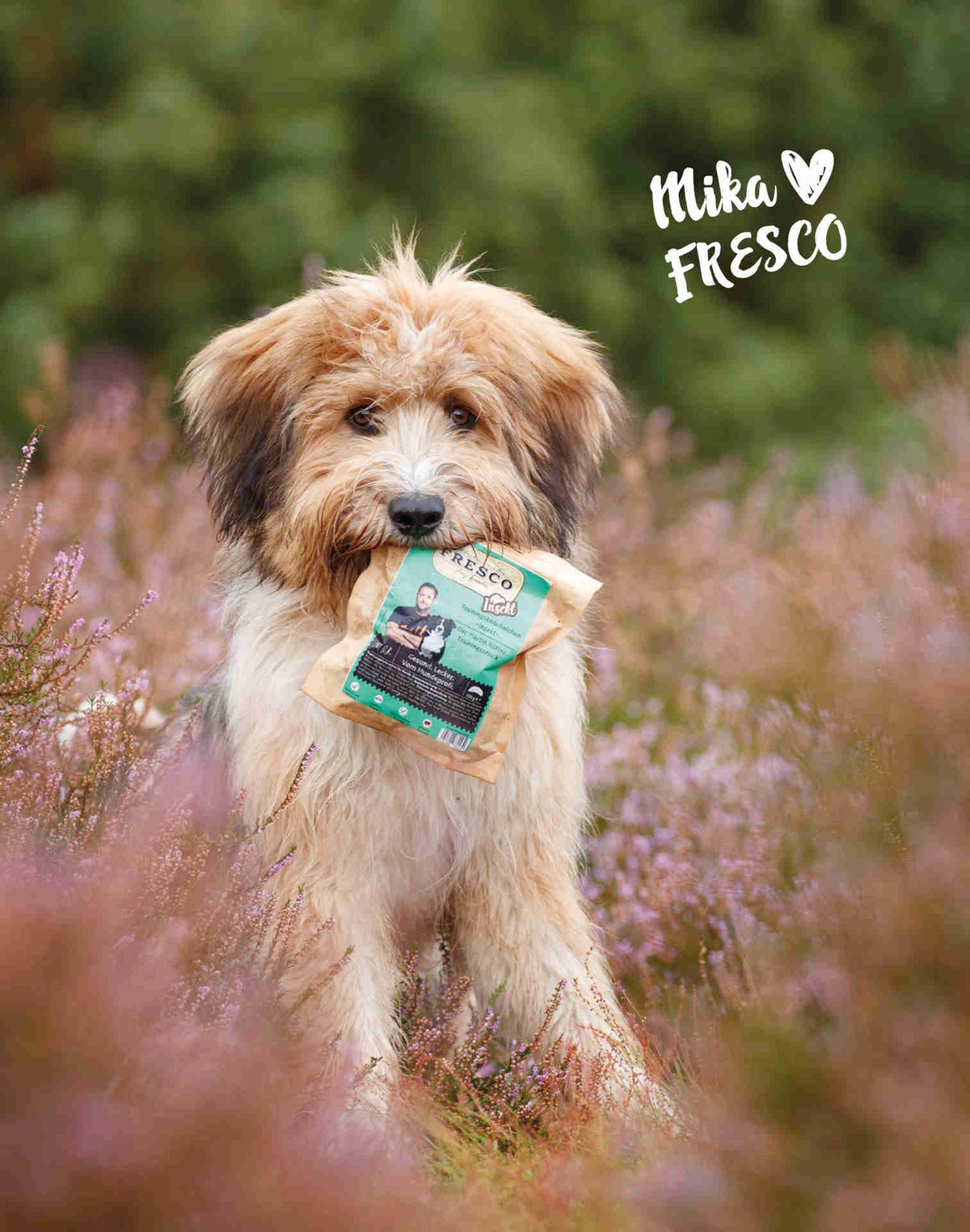 Chien dans la bruyère qui porte dans la gueule le sachet de friandises training Fresco aux insectes