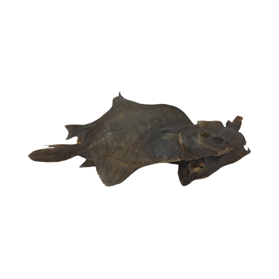 Plie entière séchée, poisson plat sombre