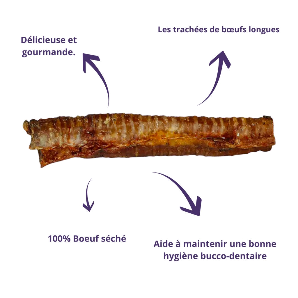 Trachée de bœuf avec ses bienfaits : 100 % bœuf séché, hygiène dentaire
