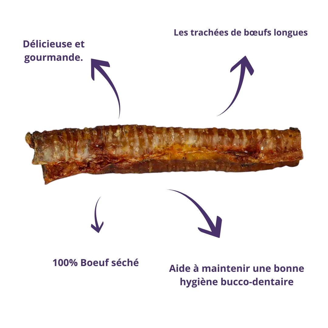 Trachée de bœuf avec ses bienfaits : 100 % bœuf séché, hygiène dentaire