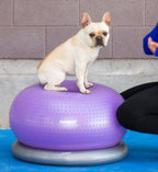 Bouledogue français en équilibre sur la balle violette