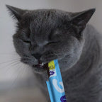 Chat gris qui croque un stick tenu à la main