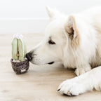 Chien blanc qui renifle le pot de cactus au sol