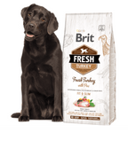 Labrador chocolat assis à côté du sac de croquettes Brit Fresh dinde Fit & Slim