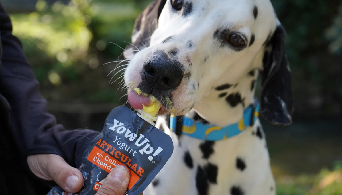 Dalmatien qui lèche le yaourt au poulet YowUp! pour les articulations