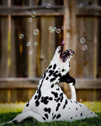Dalmatien qui attrape des bulles Meaty Bubbles